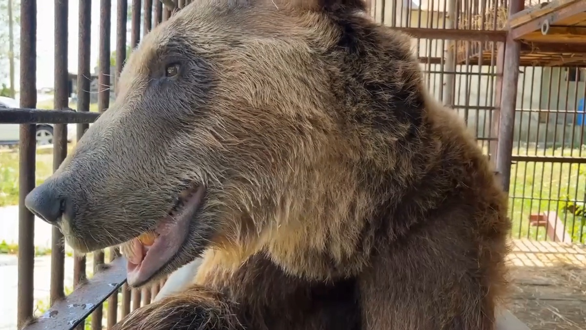    Фото: pr scr Telegram/Сочинский географ