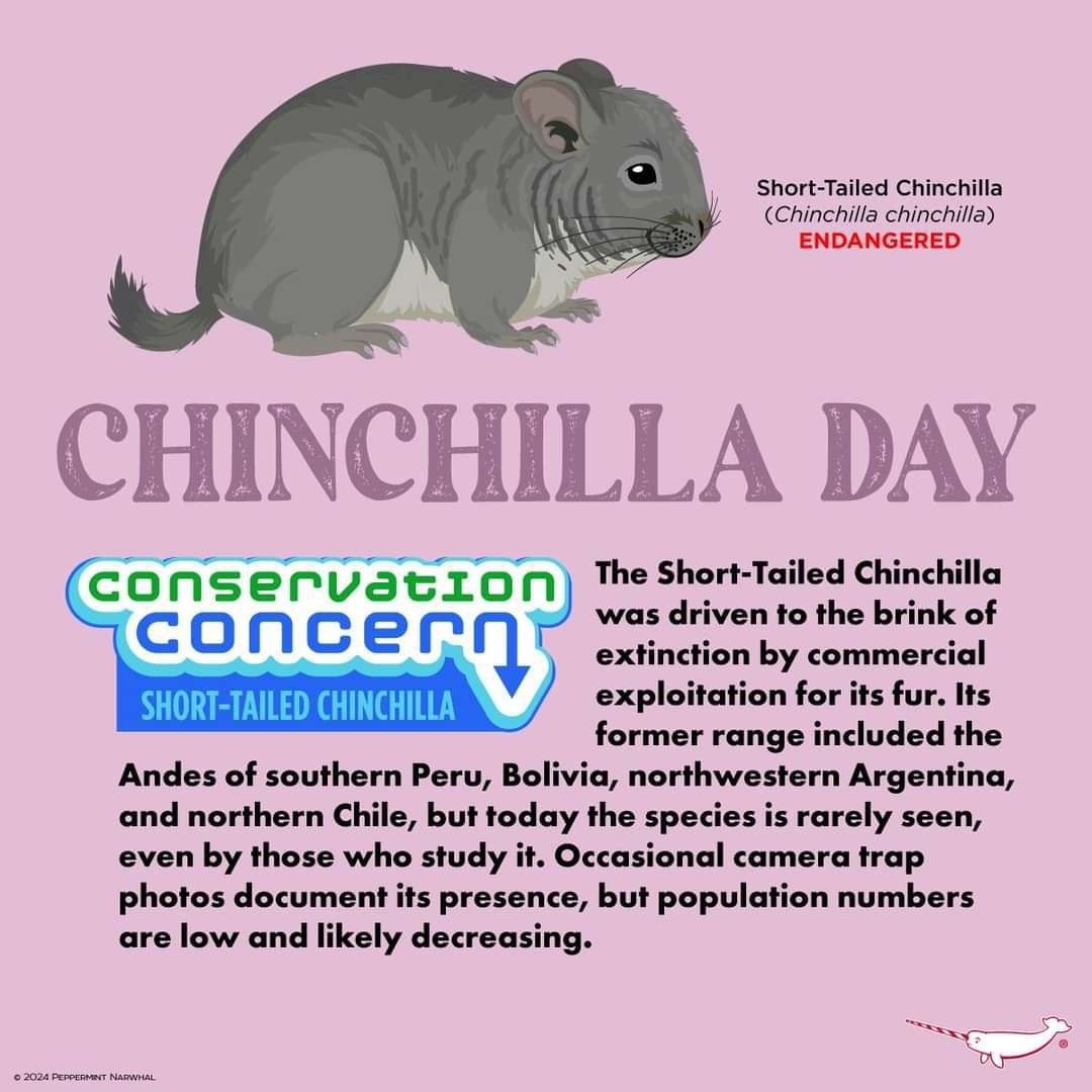 Источник: peppermintnarwhal.com 