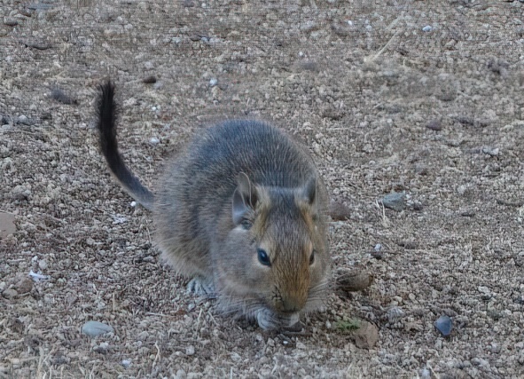 Источник: conaf.cl