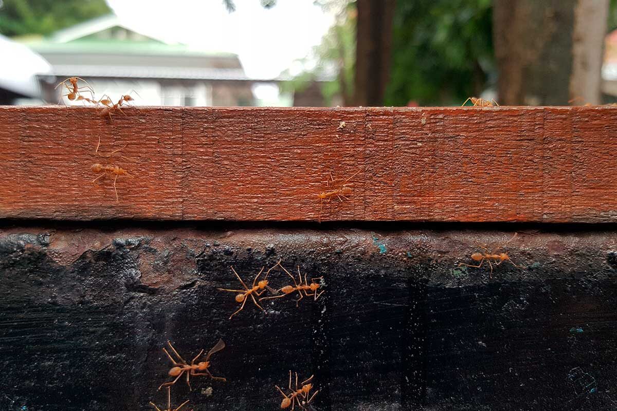 tanapat mutitakun / Shutterstock / FOTODOM📷Красный огненный муравей