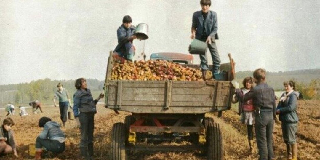 Школа реальной жизни: выезды на уборку картошки и хлопка в СССР