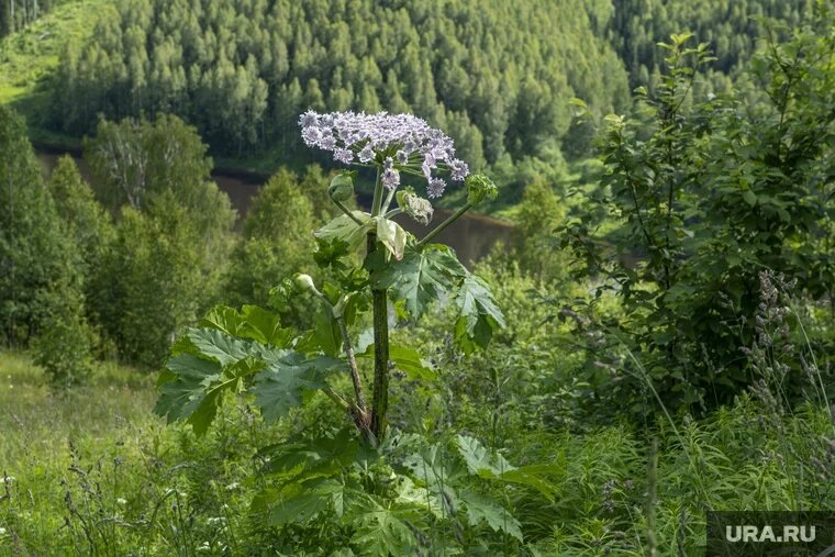 Борщевик Сосновского. Фото: Сергей Русанов © URA.RU