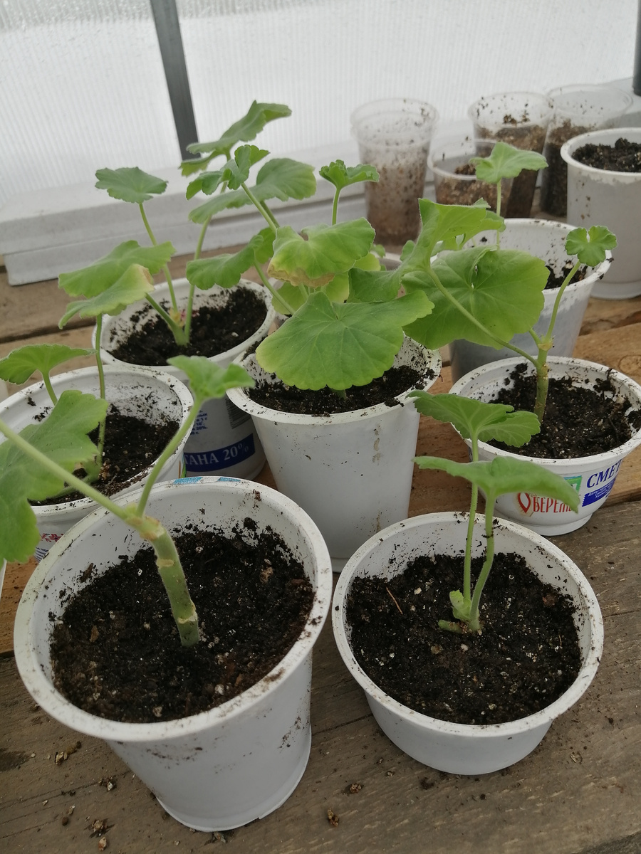 Это мартовская пересадка черенков в грунт