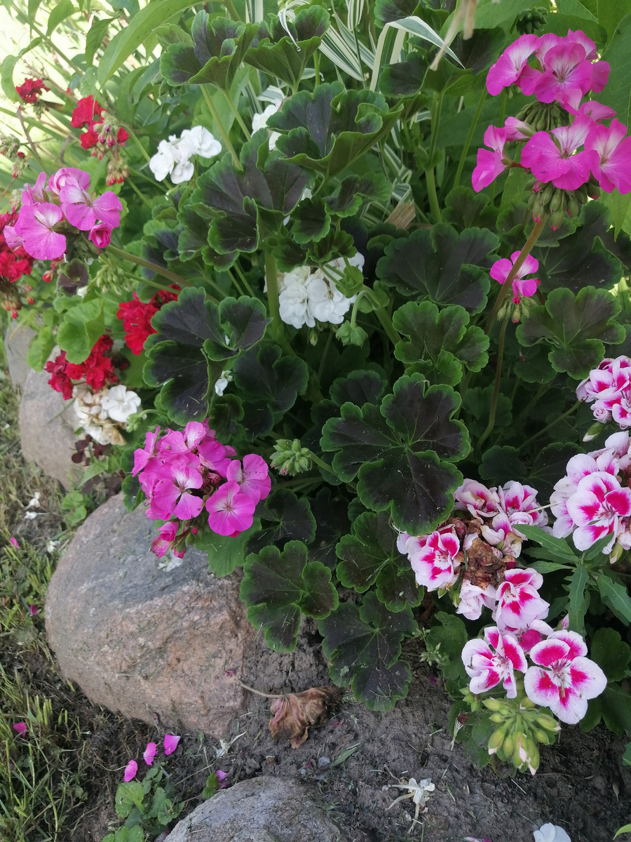 Микс из разных пеларгоний в открытом грунте