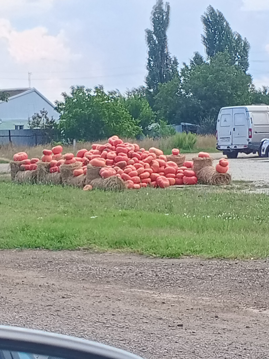 Ярмарка, тыквы