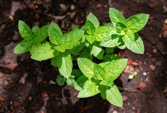    Растение мята