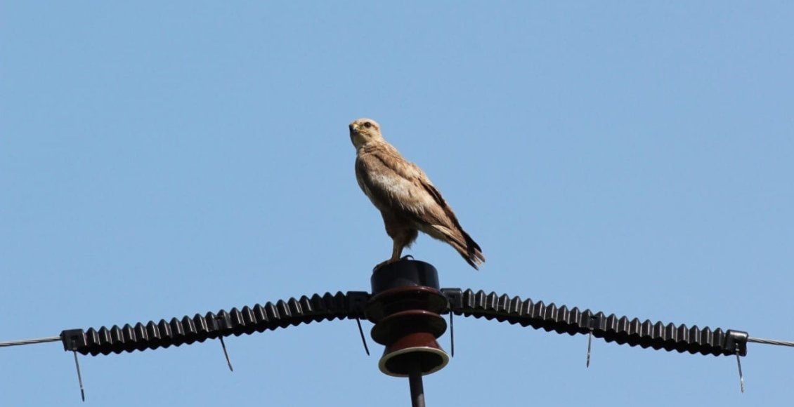    Фото: Россети