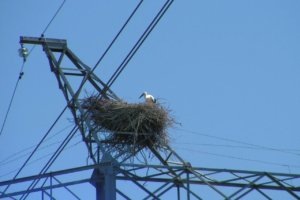    Фото: Россети