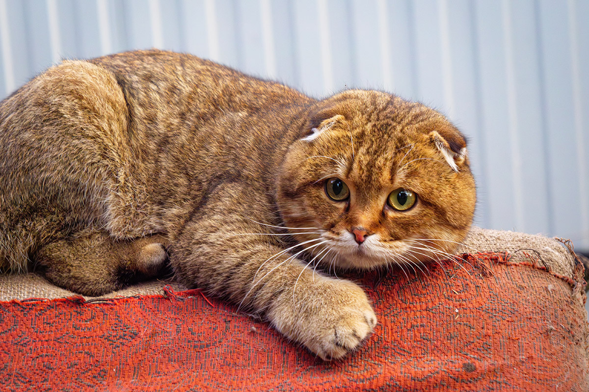    Основная особенность «шотландцев» — закрученные ушки. Источник: Shutterstock