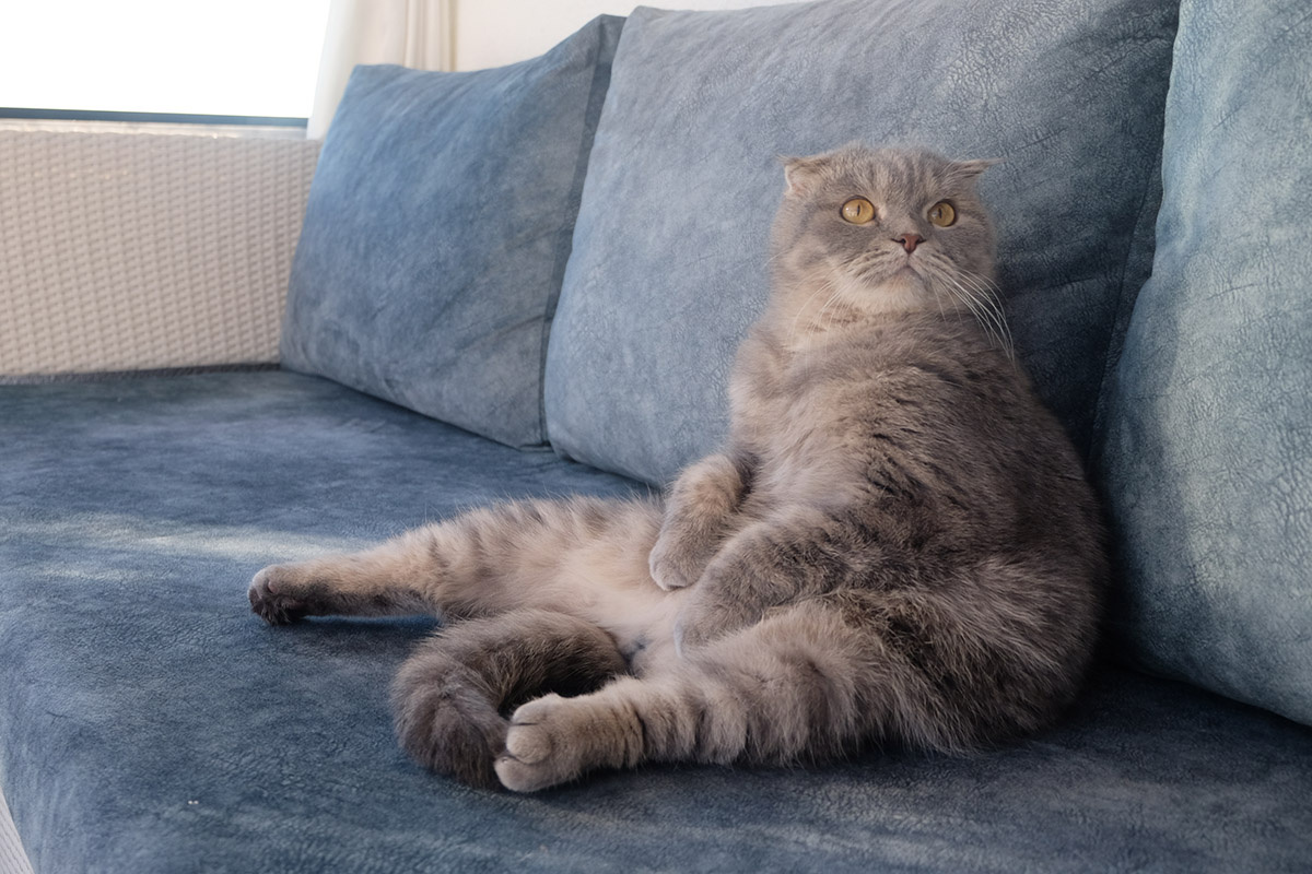    Диван, скорее всего, станет малой родиной скоттиша. Чтобы котик не растолстел, с ним нужно почаще играть. Источник: Shutterstock