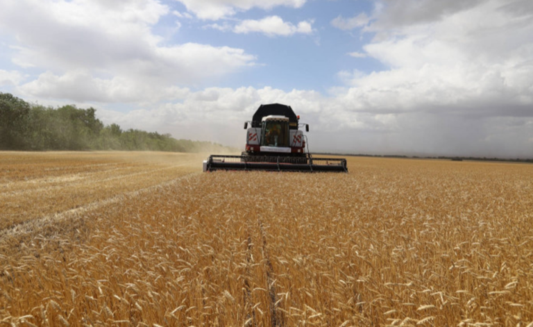    Более 500 тысяч тонн зерна нового урожая намолочено в хозяйствах Оренбуржья Кристина Просвиркина