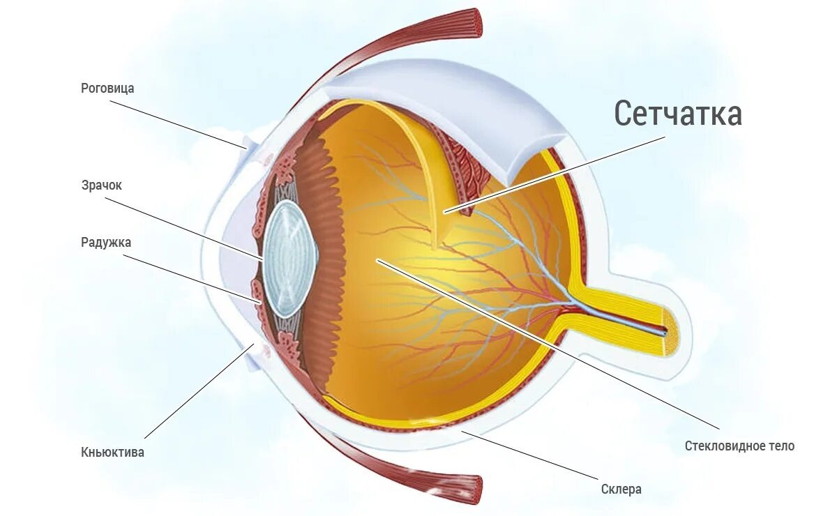 Из ЯндексКартинок 