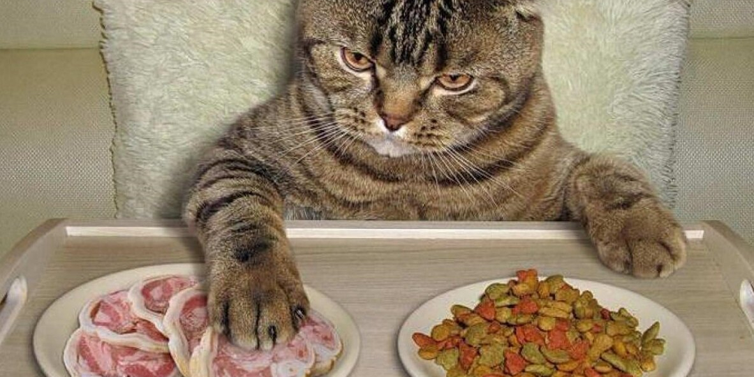 🐱Как правильно кормить кошку: рацион и количество приемов пищи