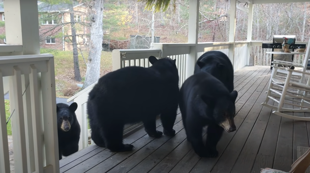 В плечах взрослые барибалы достигают одного метра, в длину до 1,5-1,8 метров (редко достигают 2 метров)