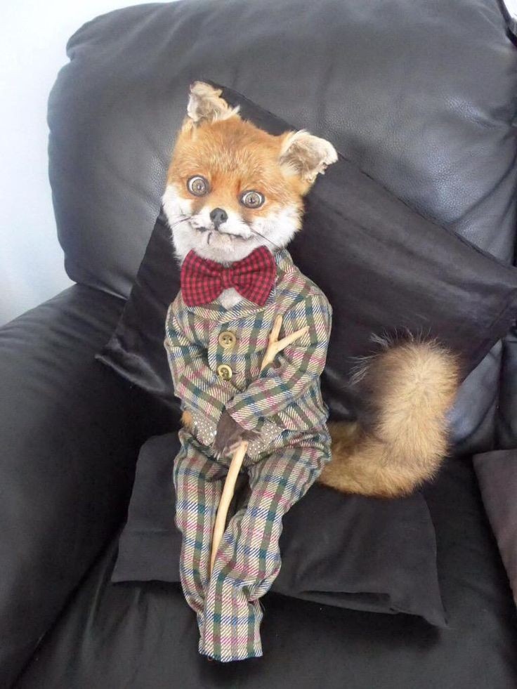 Лис из Pinterest. https://pin.it/3jM5uvp2z