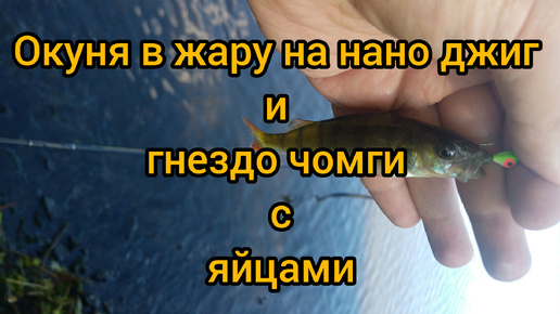 Рыбалка в жару на окуня и гнездовье чомги с яйцами , Германия, Потсдам, старое русло ##рыбалка