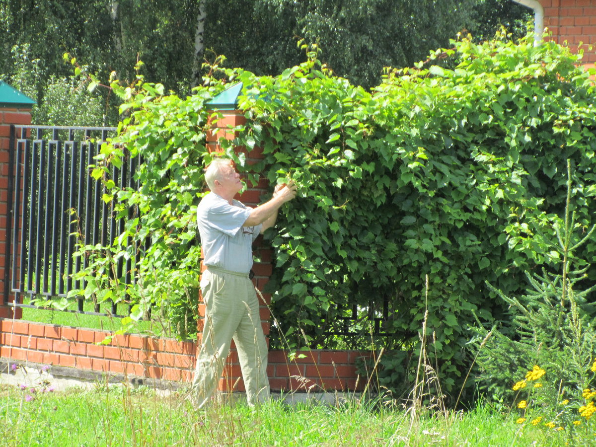 Живая изгородь