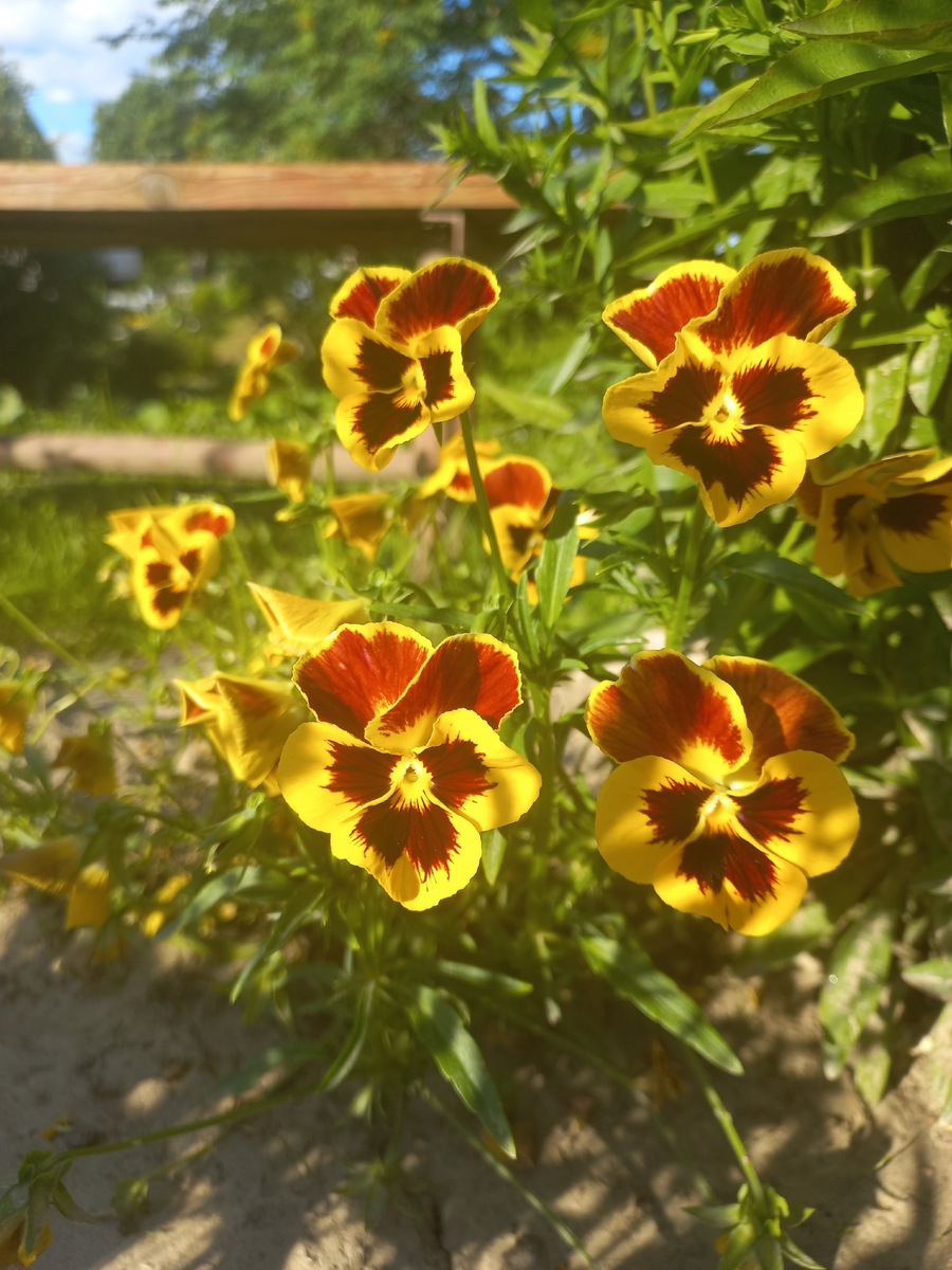 Фиалка Виттрока