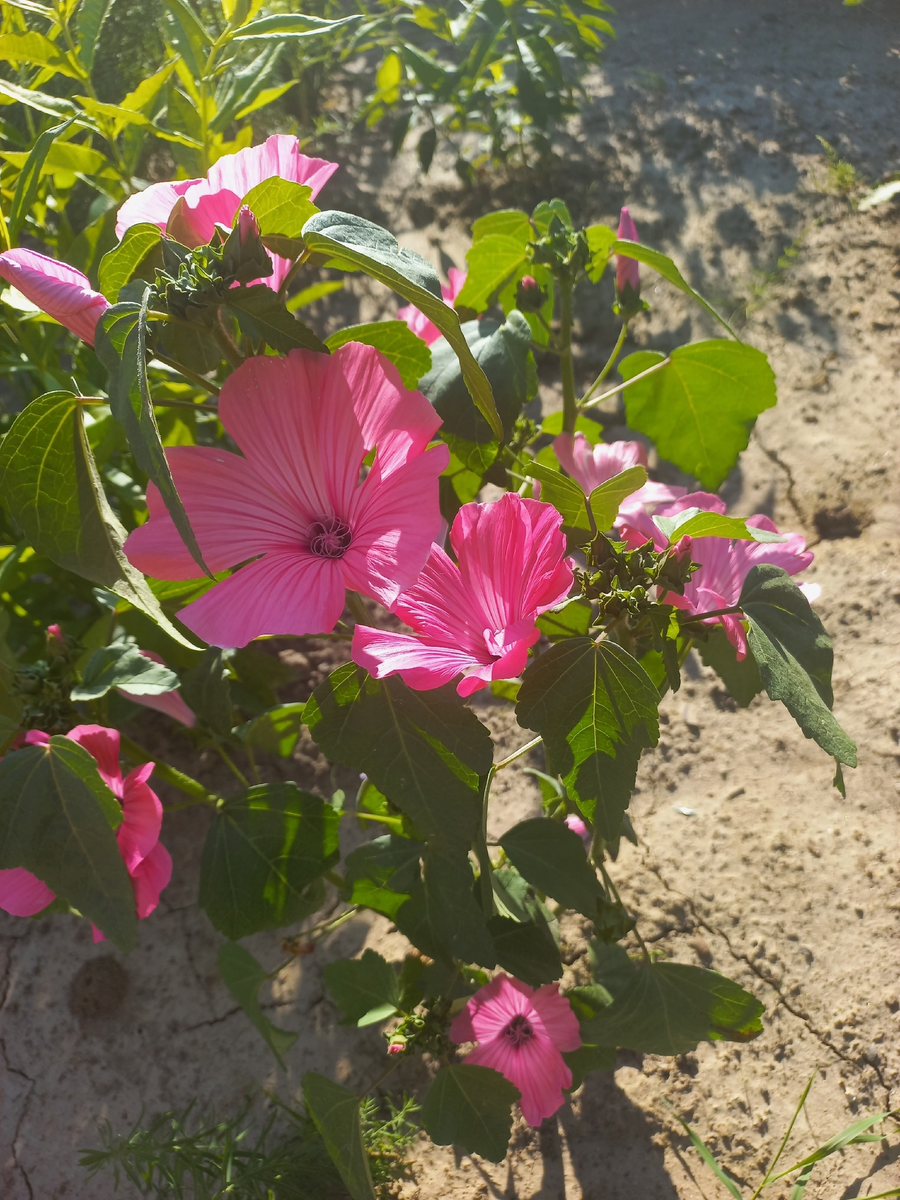 Хатьма трёхмесячная 