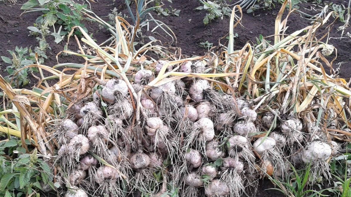 Обычно в конце июля все огородники приступают к сбору озимого чеснока. 