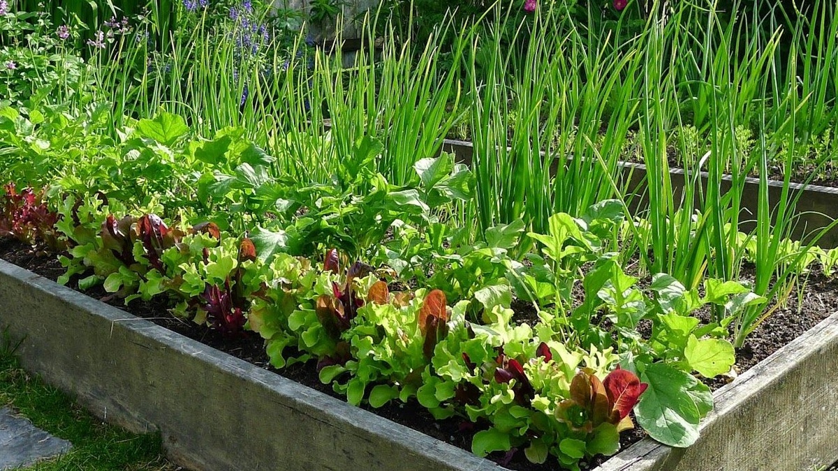 Прежде чем занимать чесночную грядку другими культурами, нужно ознакомиться с севооборотом – какие растения можно вырастить после чеснока.