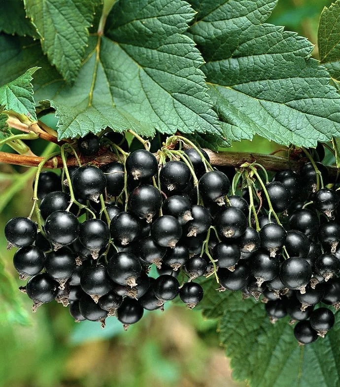 Смородина Селеченская