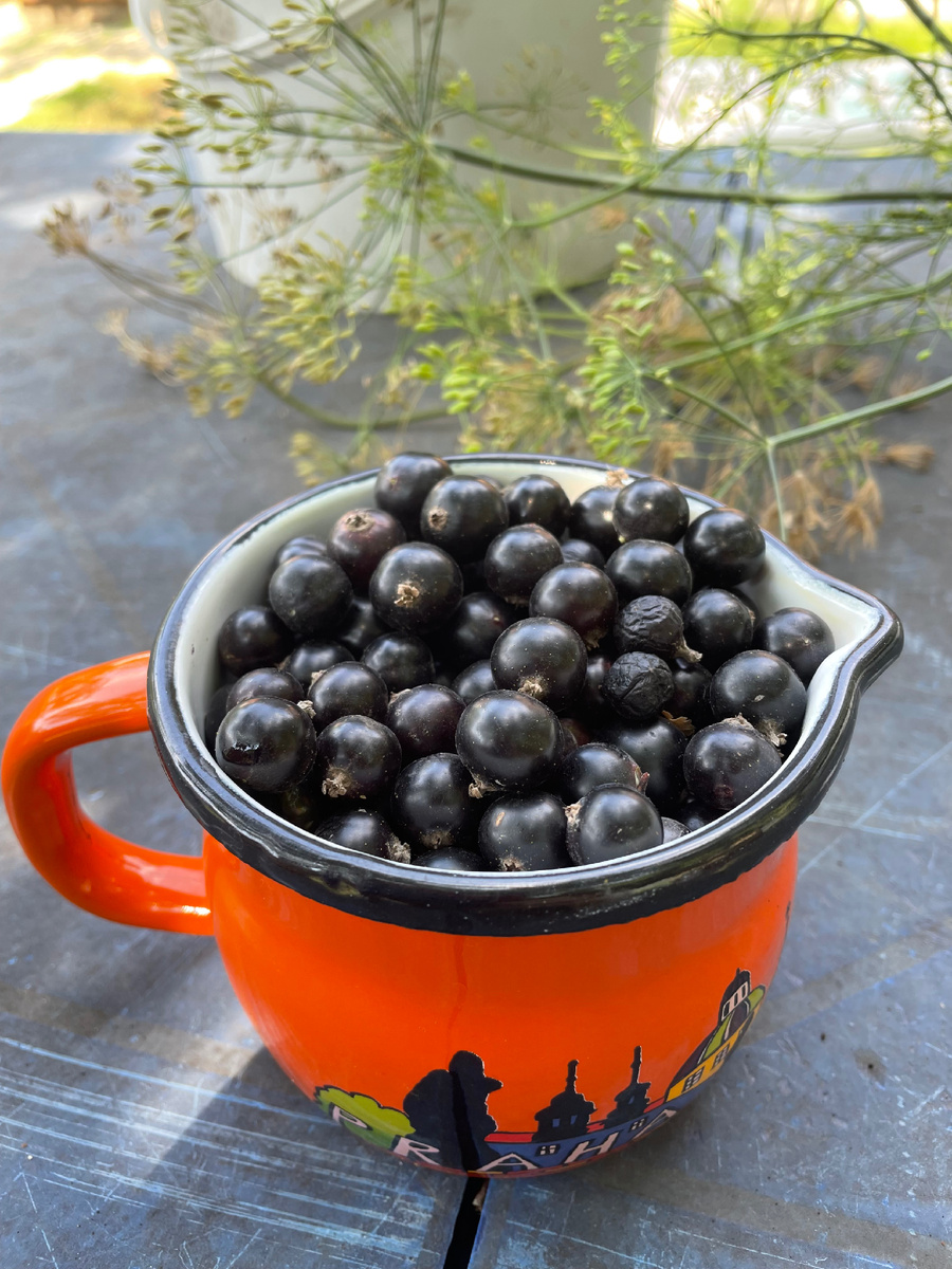 Смородина Селеченская 2024г