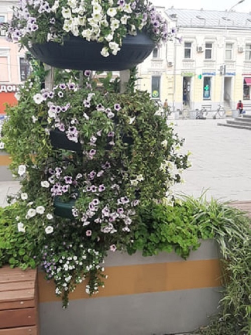 На втором фото ярко представлено уже увядание, которое я не видела в масштабе