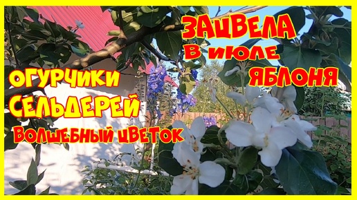 Дачные дела 20 июля 2024 Огурцы Сельдерей что выросло из сортовых семян цветов