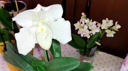 Три Новые Орхидеи 