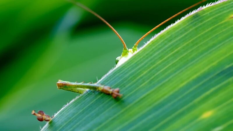     Насекомое. СС0