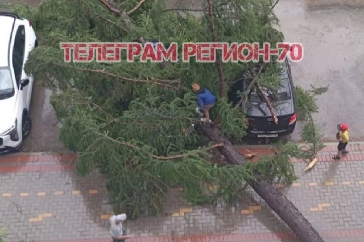    Упавшее дерево на Пролетарской