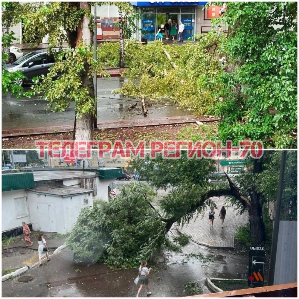    упавшее дерево на Усова у "Вкусно и точка" Фото: Регион-70 Томск