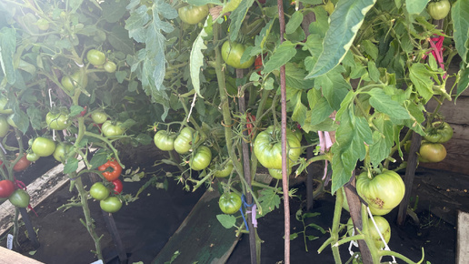 Сибирь. Обзор томатов, которые растут в парниках.
