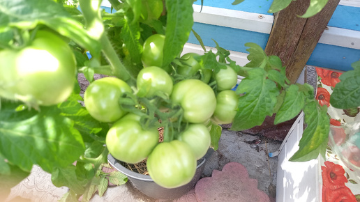 Урожайные сорта мобильного огорода с томатами
