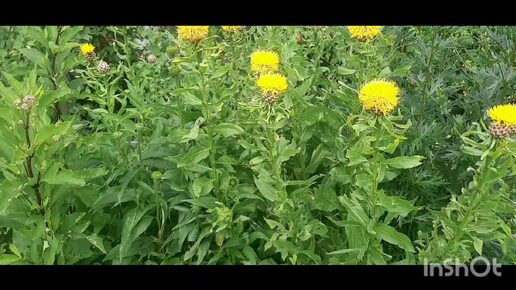 25.07.24г растения оживают после града. Высадила черенки бугенвиллии🌱