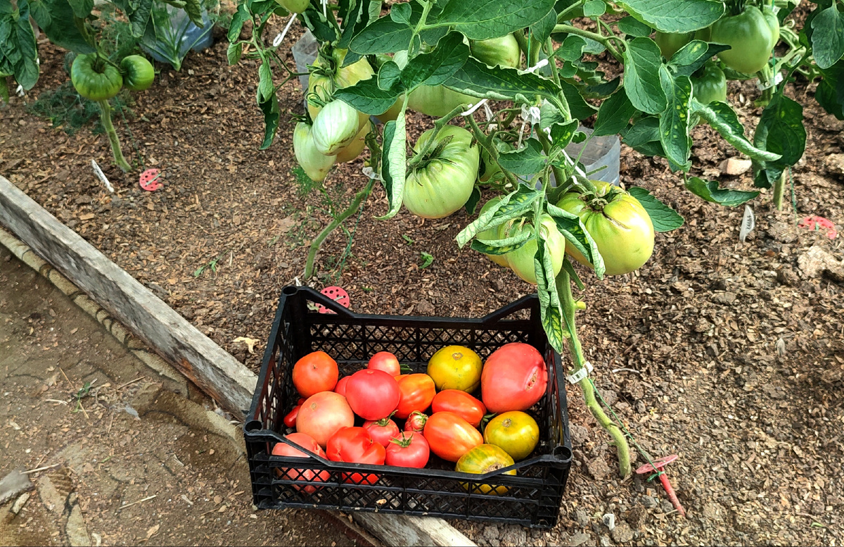 Первый урожай томатов. Жёлто-зелёные, это сорт "тайна зелёной личинки"