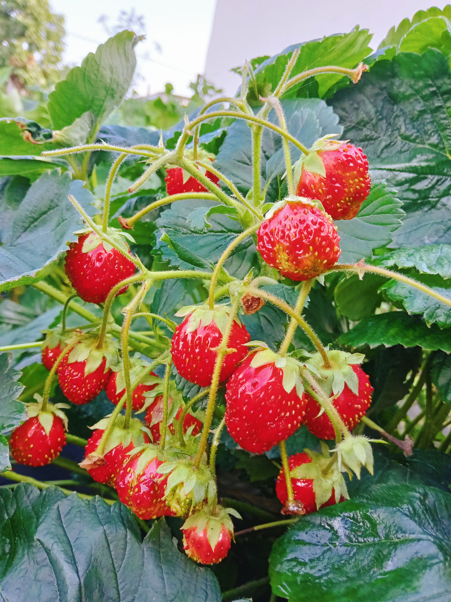 Фото автора. "Не зря упахивалась" называется.