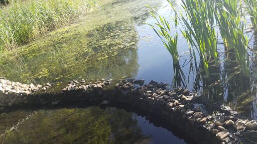 Звуки природы вам в ленту