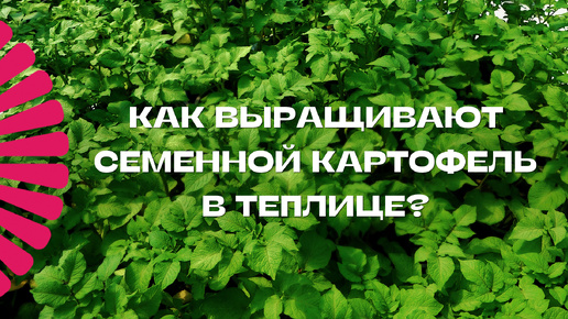 Как выращивают семенной картофель в теплице?