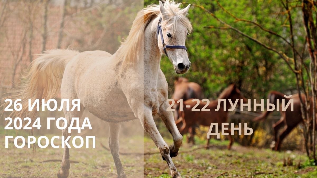 Конь. Фото pofoto.club