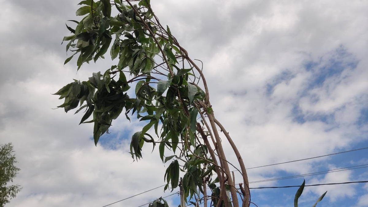 Это только до момента пересадки растения