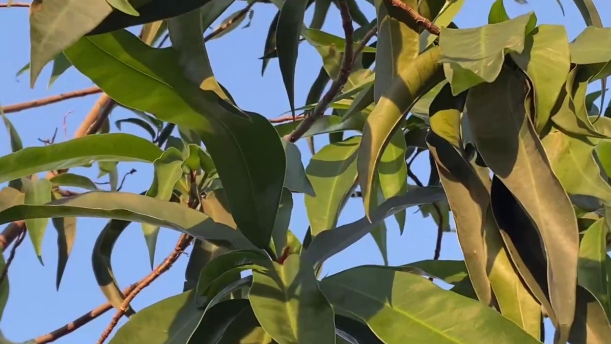 Листва стала свежее после поливов и внесения удобрения 