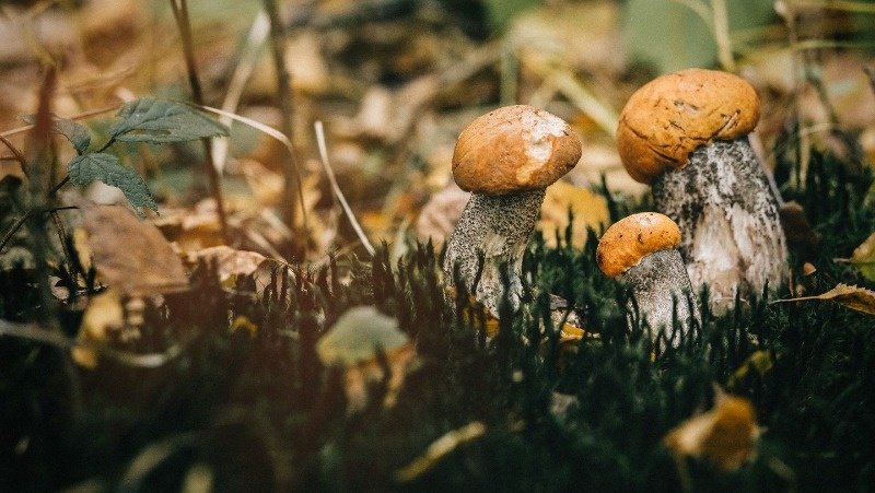 Фото: @vaksmanv / ru.freepik.com