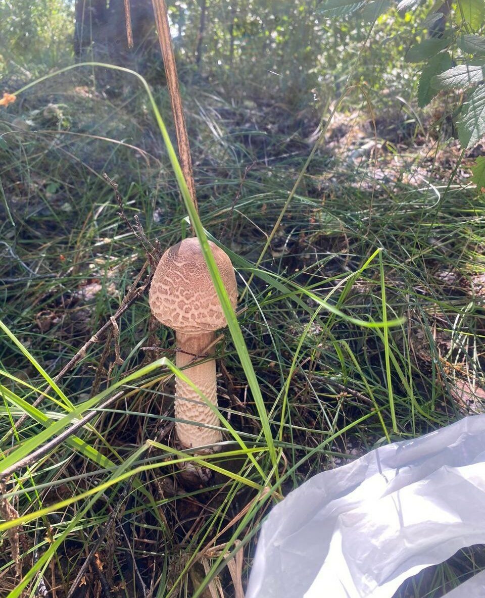  📷    В Оренбуржье грибной сезон стартовал раньше времени Марина Шарт