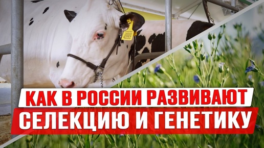Как работает ЭкоНива? | Крупнейшие агрохолдинги России | Генетика КРС и селекция в семеноводстве