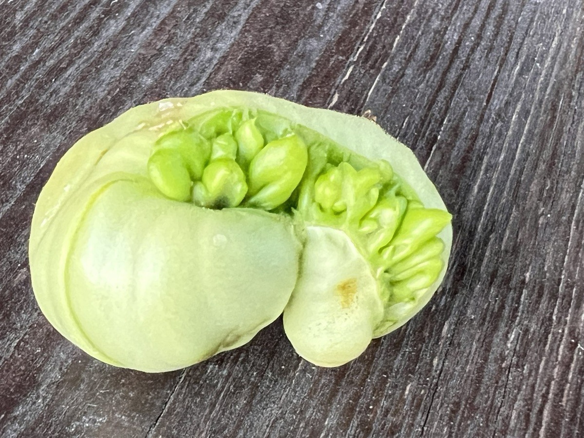 Помидорка треснула в результате сильного сдавливания