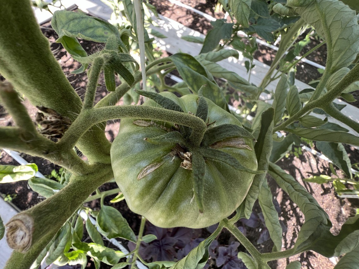 Небольшие трещины на помидорине