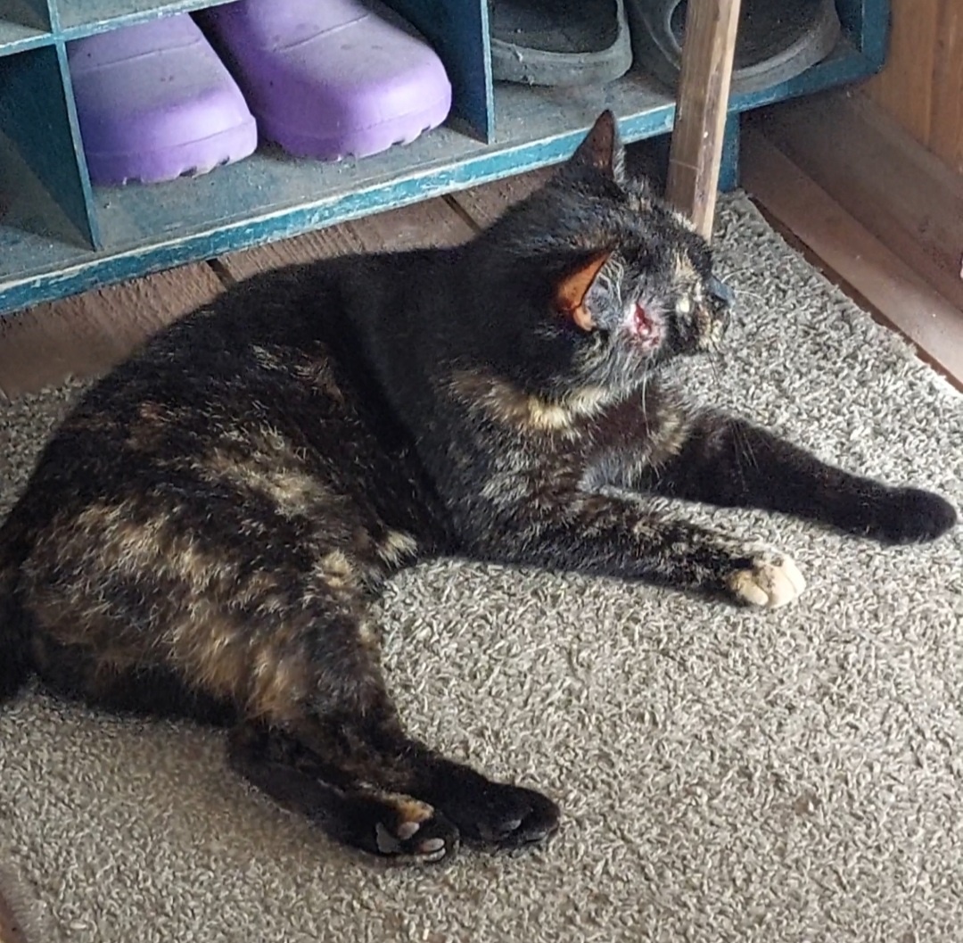 Вот такая Лиза(