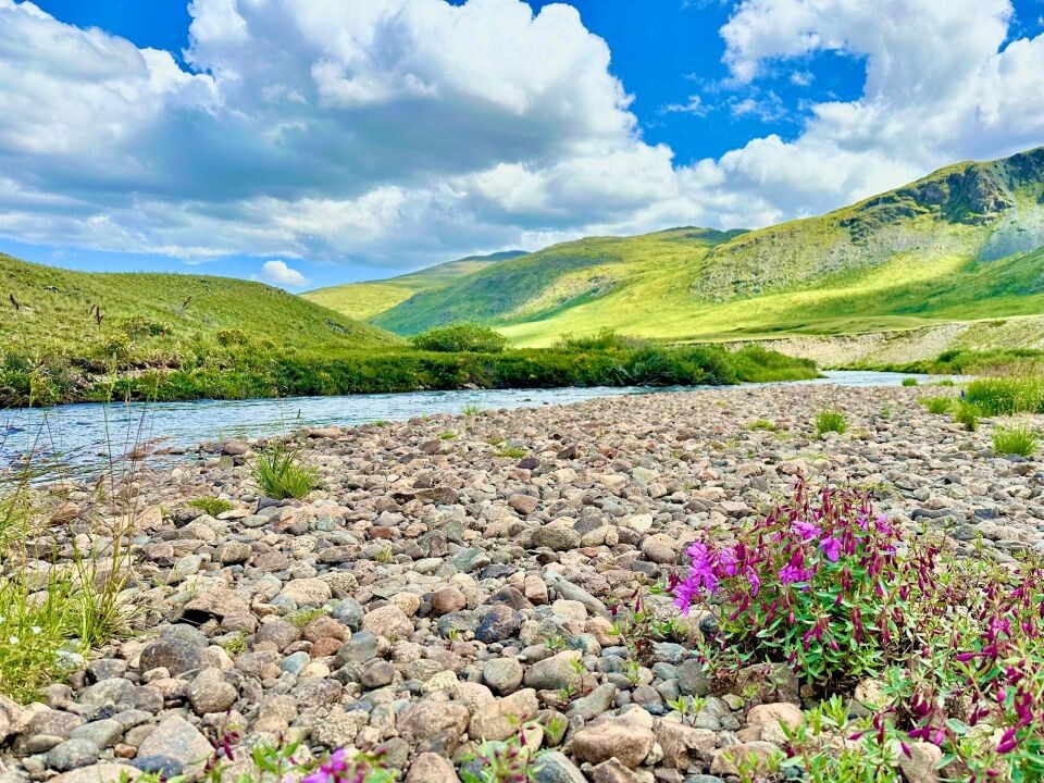    Лето на высокогорье Алтая. Источник: Роман Воробьев и Татьяна Клименко